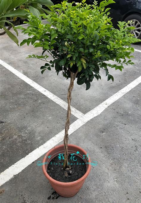 七里香風水|【七里香擋煞】七里香擋煞招吉：居家養「七里香」盆栽的驚人風。